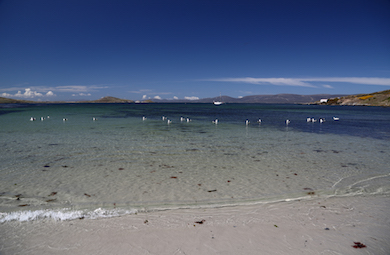 Gorgeous beaches for walking on Carcass Island